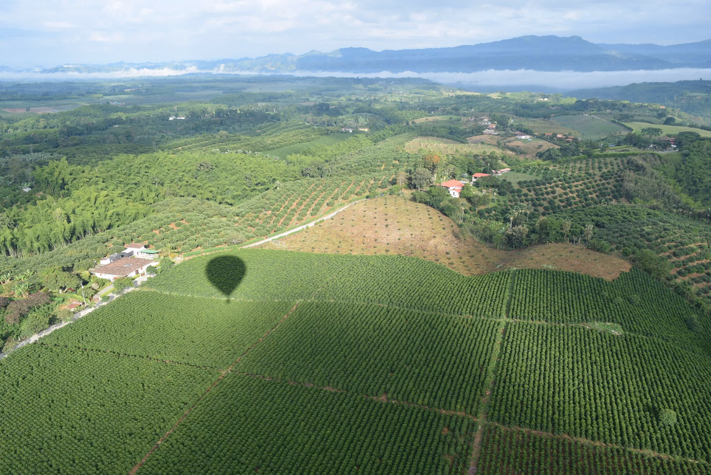 Vista aérea de lotes cultivados en el Quindío, Colombia